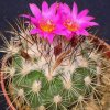 Turbinicactus_viereckii